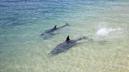 7 Day Magical Monkey Mia (Travelmarvel)